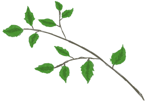 Koivun oksa
